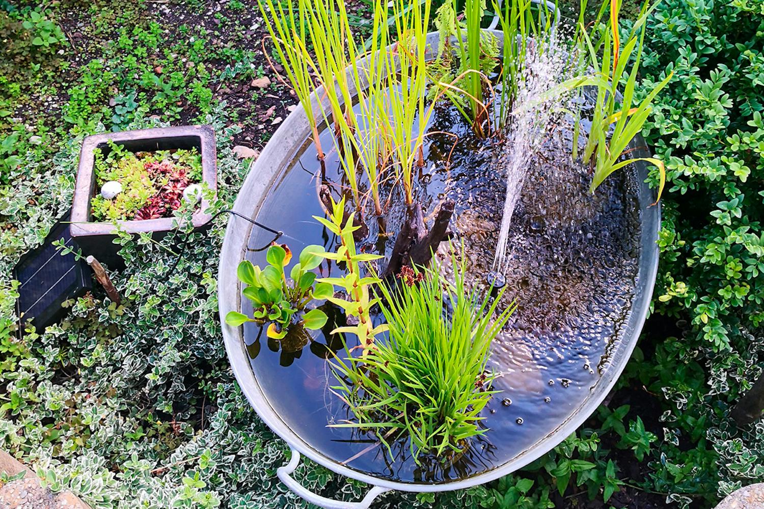 Vand i haven øger biodiversitet Øg biodiversiteten i haven med vand